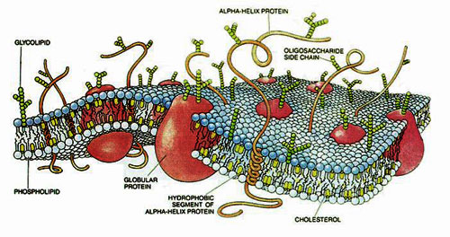 cell metabolism
