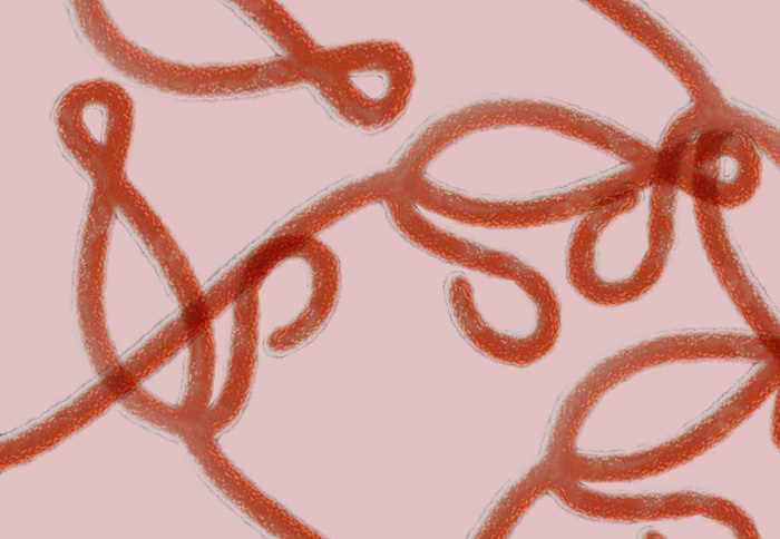 ebola virus information
