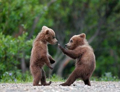 stress response, trauma, fight or flight