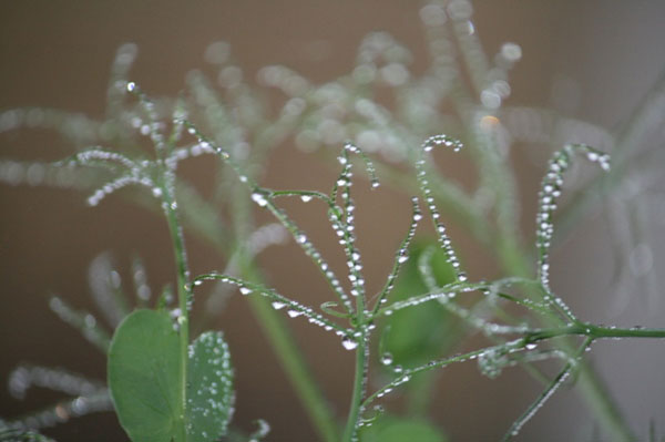 fragility