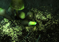 fungus eats radiation, natural health news