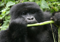 victoria boutenko green for life, green smoothies