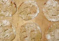 potato bread recipe