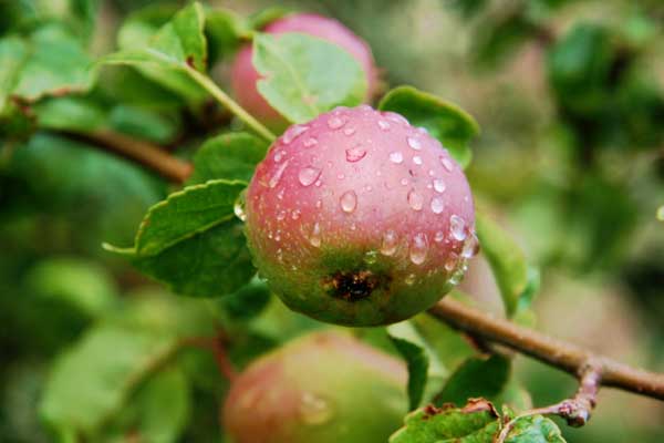 raw food diet, fresh