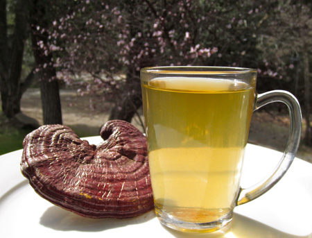 Reishi mushroom raw food tea -picture