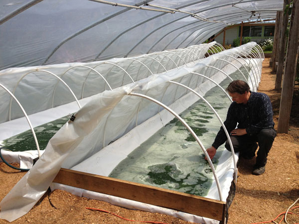 spirulina farm