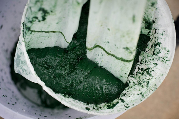 spirulina superfood