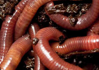 vermicomposting, worms remove toxic metals from soil